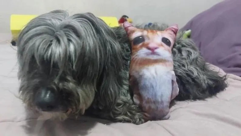 El gato meme plushie bonding with doggo