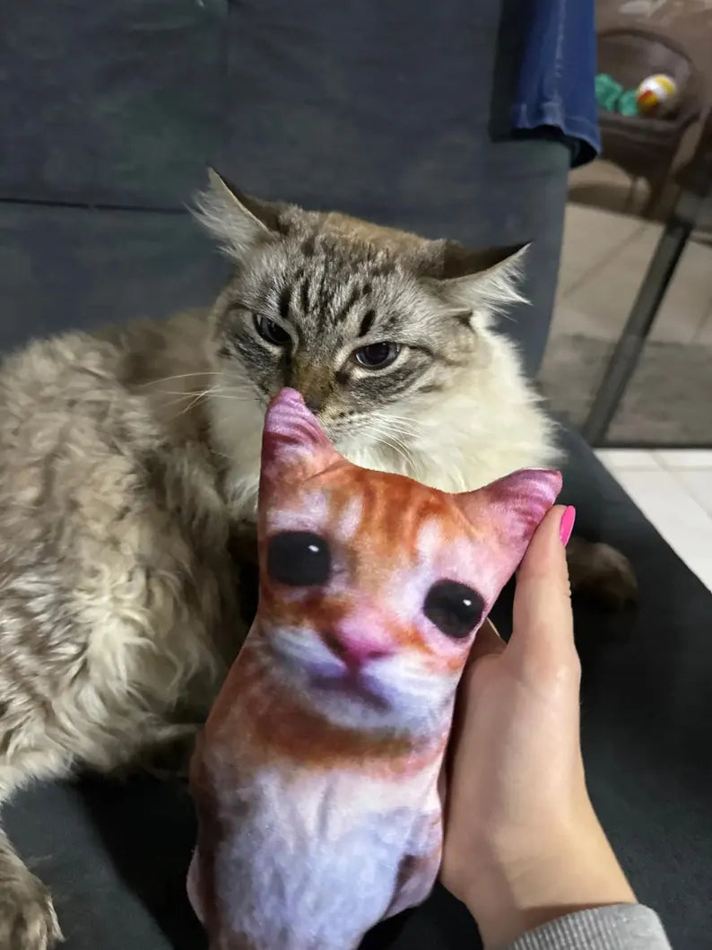 El gato and cat