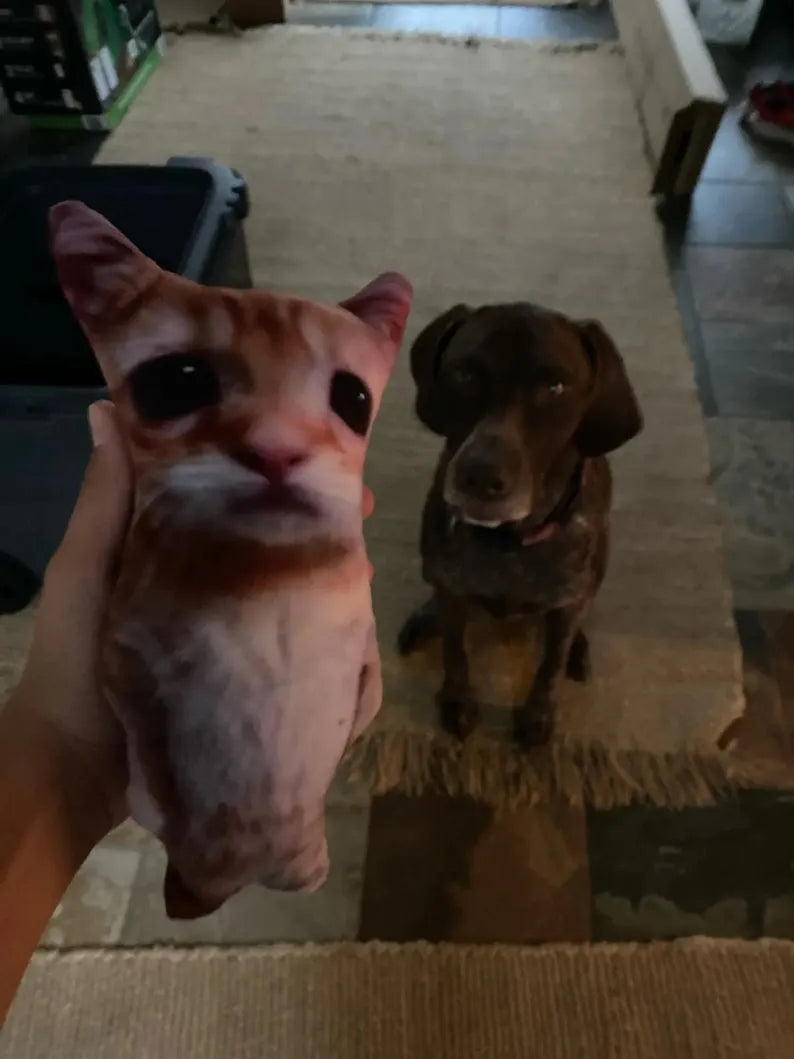 El gato meme and doggo